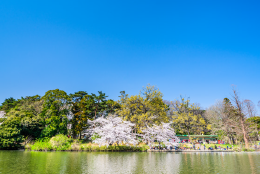 大宮公園